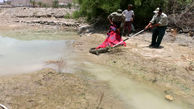 وحشت از گاندو در سیستان و بلوچستان / کشاورزان به موقع وارد عمل شدند