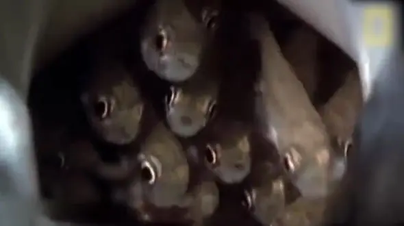 بزرگ شدن در دهان مادر! + فیلم دیدنی