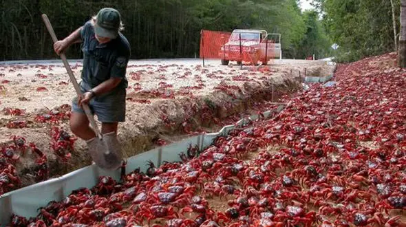 جزیره‌ای که بیشتر از آدم، خرچنگ دارد!