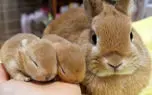 مهر مادری به بچه خرگوش ها + فیلم