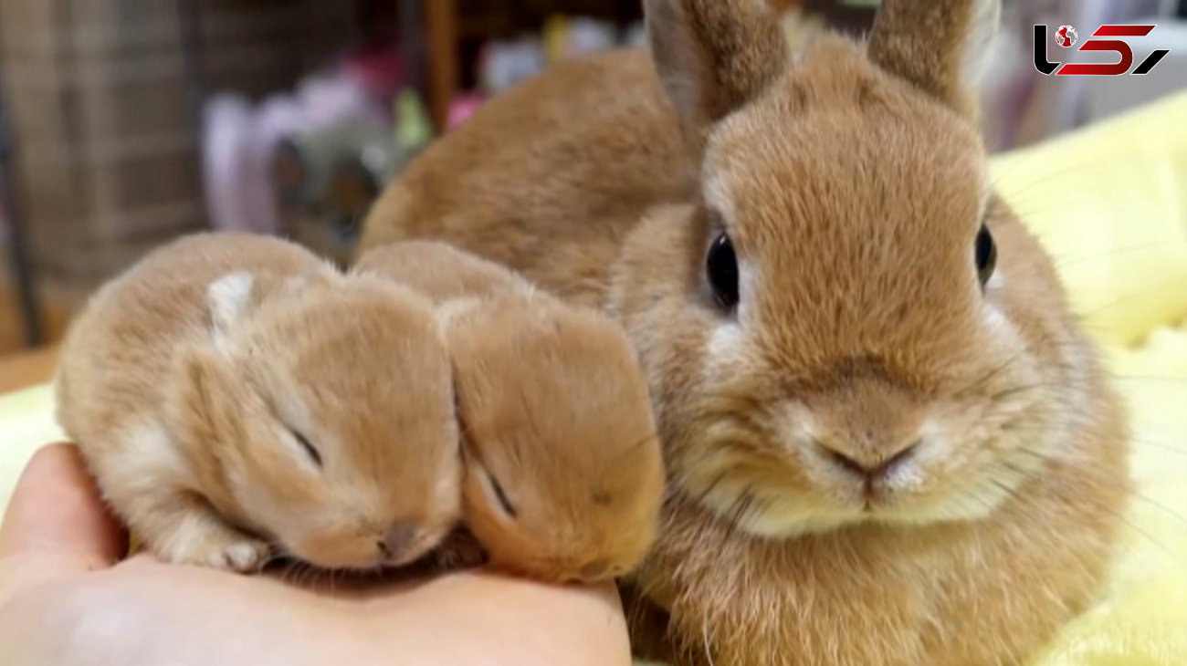 مهر مادری به بچه خرگوش ها + فیلم