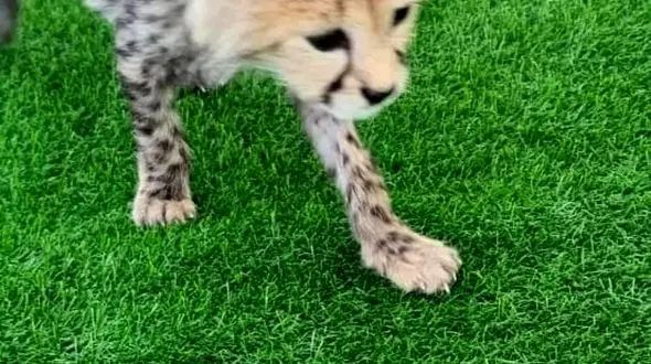 جدیدترین تصاویر از توله یوزپلنگ "ایران" 