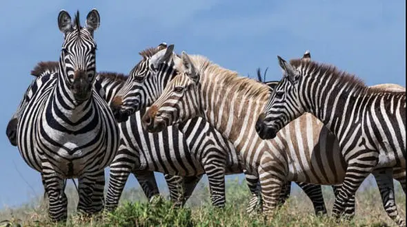 گور خر بلوند در تانزانیا شناسایی شد + عکس
