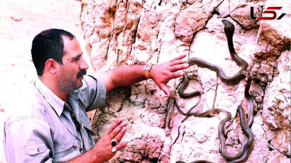 سلطان مارهای ایران؛ مرد کُردی که نهتنها از نیش، زهر و ظاهر چندشآور مار ترسی ندارد بلکه از زندگی با آنها لذت میبرد/ عجب دل و جرئتی داره+عکس