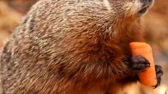 از زیبایی های قو های سفید تا شکار موش خرمایی توسط کایوت