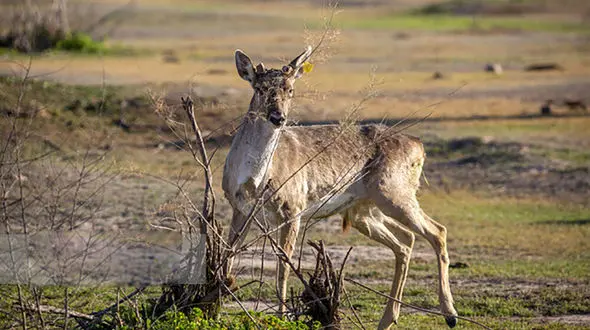 تولد گوزن زرد ایرانی در دل جنگل‌های پارک ملی دز»
