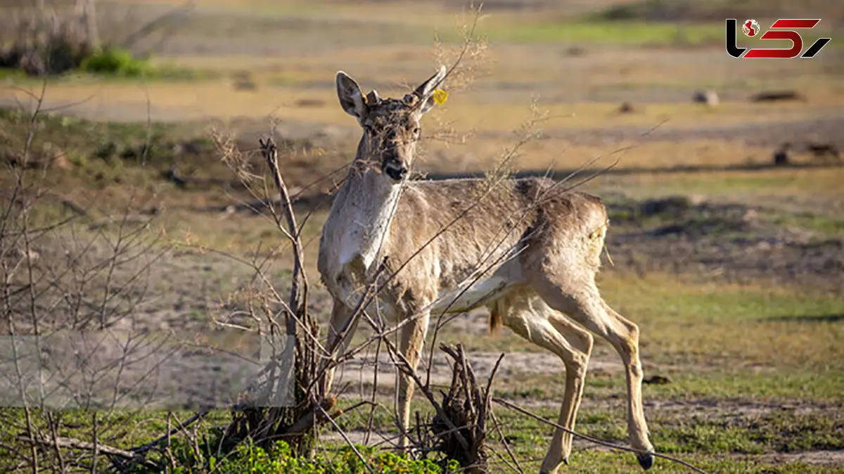 تولد گوزن زرد ایرانی در دل جنگل‌های پارک ملی دز»