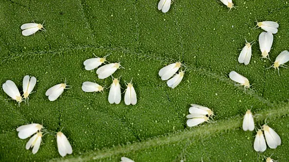 سفید بالک ها از کجا می آیند ؟ + خطرات این موجودات کوچک