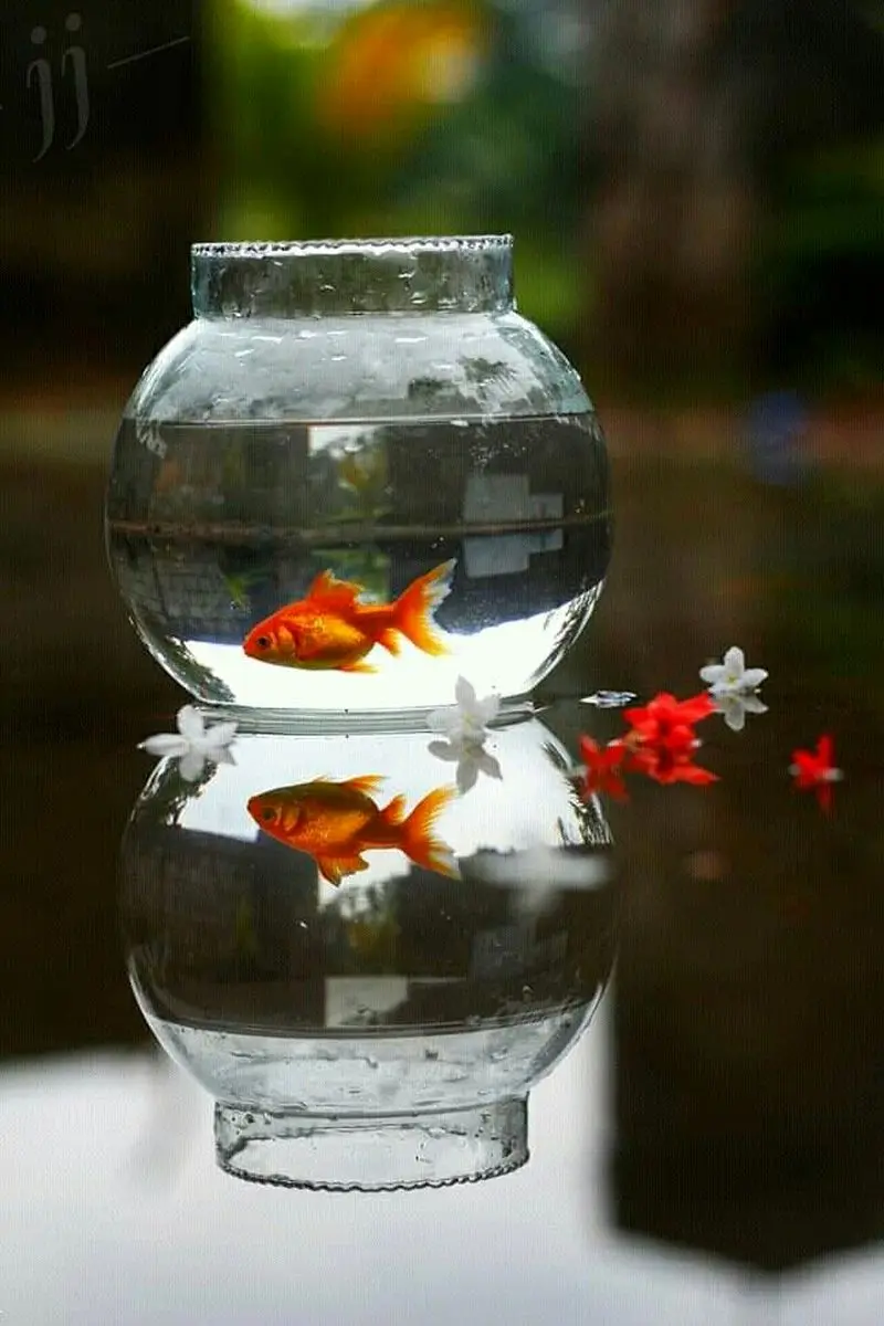 مدل تنگ ماهی هفت سین ۱۴۰۵ | مدل تنگ ماهی مدرن تا فانتزی برای هفت سین ۱۴۰۵ با ایده هایی برای عروس های هنرمند!