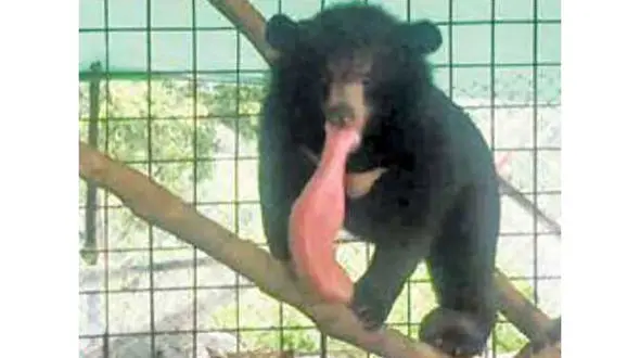 جراحی توده 3 کیلویی زبان توله خرس + عکس