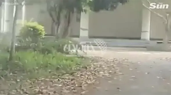 ببینید /حمله برق‌آسای یک پلنگ به ماشین ون در جاده + فیلم نفسگیر