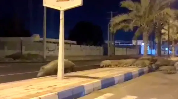 فیلم پیاده روی شبانه یک گله گراز در خیابان های بندر سیریک هرمزگان + علت