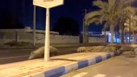 فیلم پیاده روی شبانه یک گله گراز در خیابان های بندر سیریک هرمزگان + علت