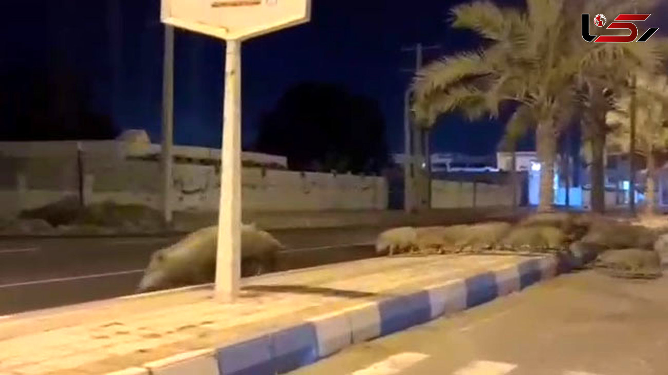 فیلم پیاده روی شبانه یک گله گراز در خیابان های بندر سیریک هرمزگان + علت