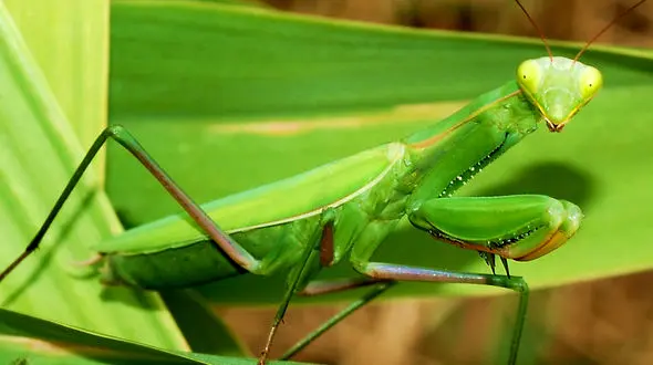 از شکار شدن مرغ مگس خوار توسط آخوندک تا سرعت زیاد عنکبوت در تار زدن