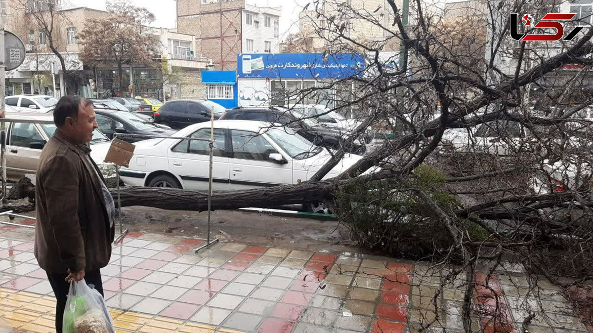 مچاله شدن ماشین مرد قزوینی در سقوط درخت ! + عکس