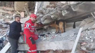 فیلم حیرت انگیز از نجات مرد زلزله زده از زیر آوار توسط سگ های جستجوی ایران