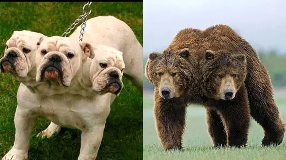 فیلم 10 حیوان دو سری که همه را شگفت زده کردند / 3 سر هم داریم !