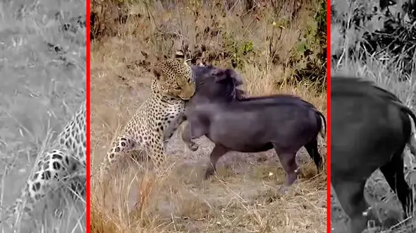 فیلم شکار گراز توسط پلنگ