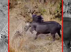 فیلم شکار گراز توسط پلنگ