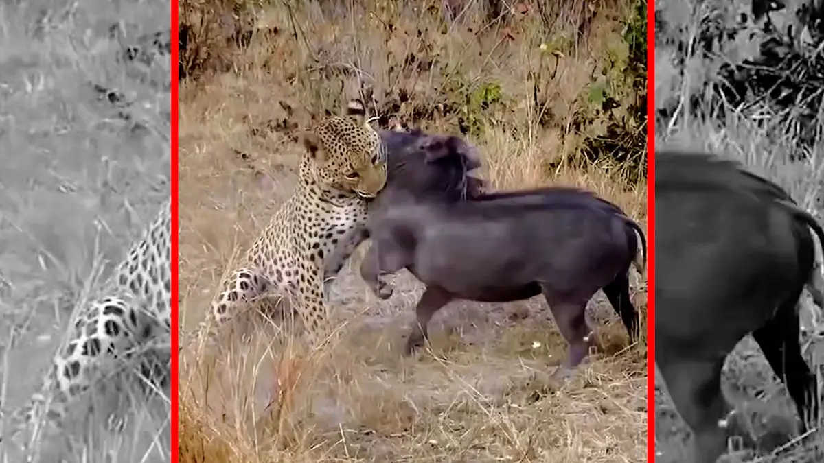 فیلم شکار گراز توسط پلنگ