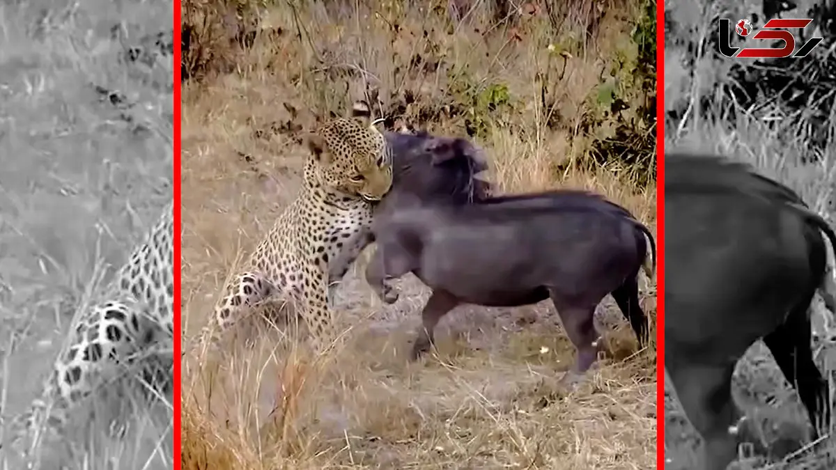 فیلم شکار گراز توسط پلنگ