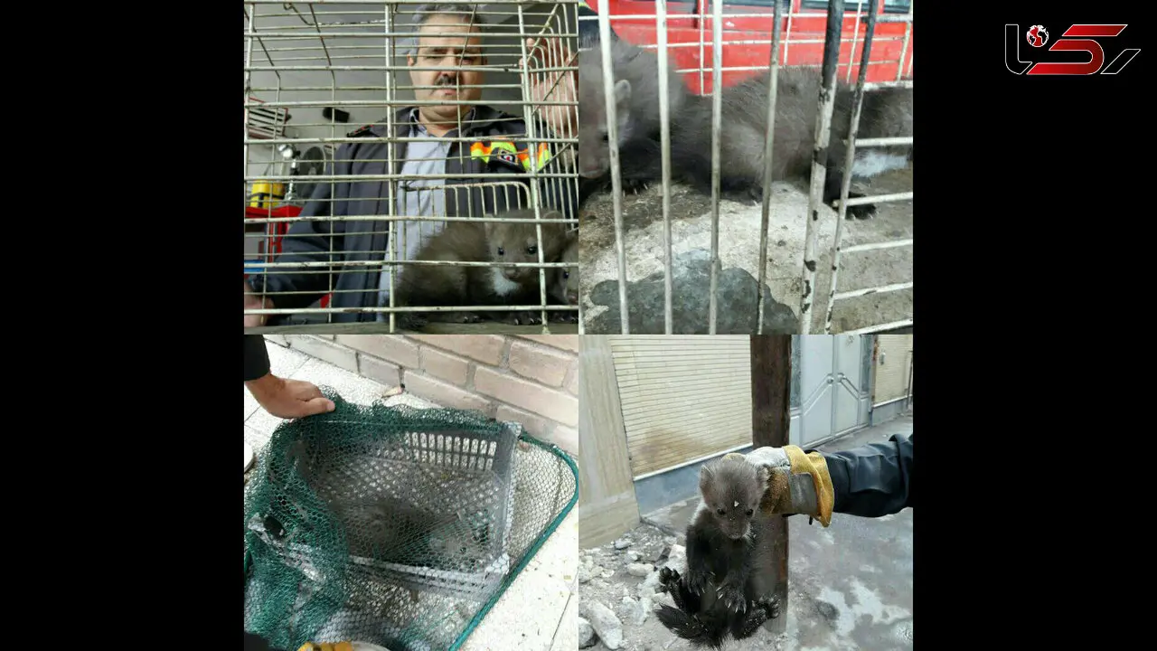 پرسه زنی 2 موجود بدبو در بالکن خانه ای در تبریز + عکس 