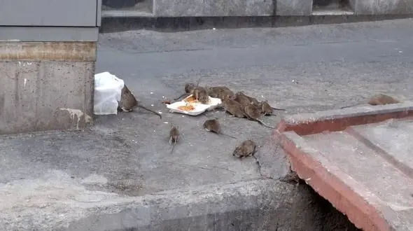 تهران زیر سلطه‌ موش‌ها / شهری که شهرداری و وزارت بهداشت تحویل جوندگان داده‌اند + فیلم