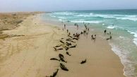 مرگ مشکوک ۲۰۰ دلفین در سواحل آفریقا+عکس
