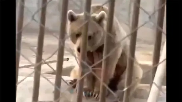 فیلم وضعیت اسفناک باغ وحش ارومیه!