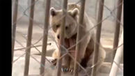 ببینید / وضعیت فاجعه‌بار یک خرس بینوا در باغ وحش ارومیه + فیلم 