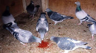 داستان خواندنی از ماجرای قتل عام کبوتران در فرودگاه قلعه مرغی
