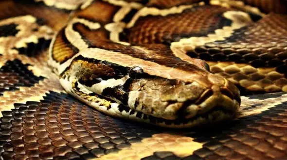 پذیرایی صاحب مار با موش + فیلم 