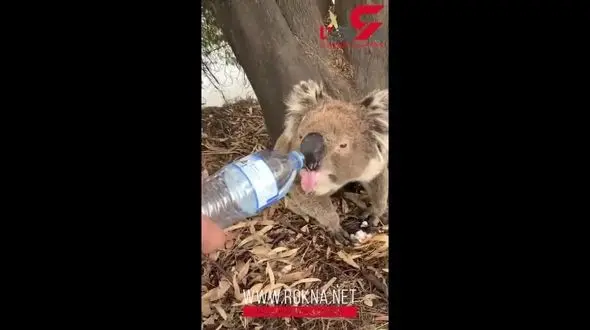 نوشیدن جالب آب توسط کوالای تشنه از بطری+فیلم 