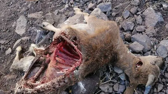 وحشت البرزی ها از شیوع طاعون / در منطقه شکار نشخوارکنندگان دیده شد + عکس
