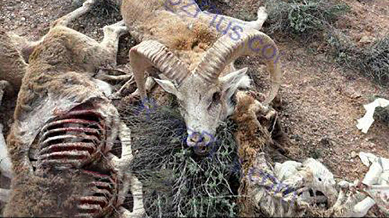 تلف شدن یکباره ۱۶۰ راس قوچ و میش در پارک ملی گلستان