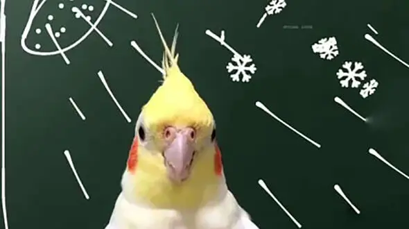 نکات حمام پرنده در فصل سرد 