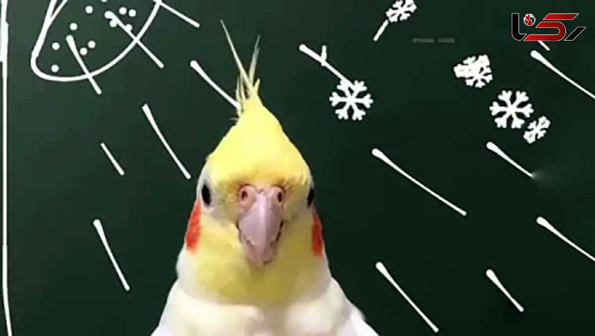 نکات حمام پرنده در فصل سرد 