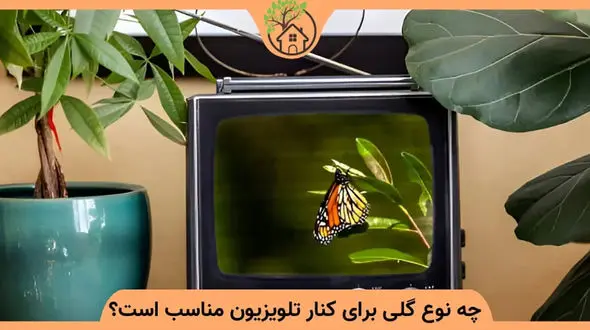 گیاهان مناسب کنار تلویزیون کدامند؟ + عکس