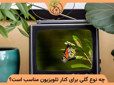 گیاهان مناسب کنار تلویزیون کدامند؟ + عکس