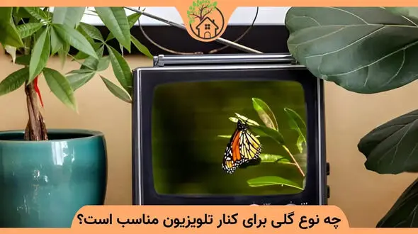 گیاهان مناسب کنار تلویزیون کدامند؟ + عکس