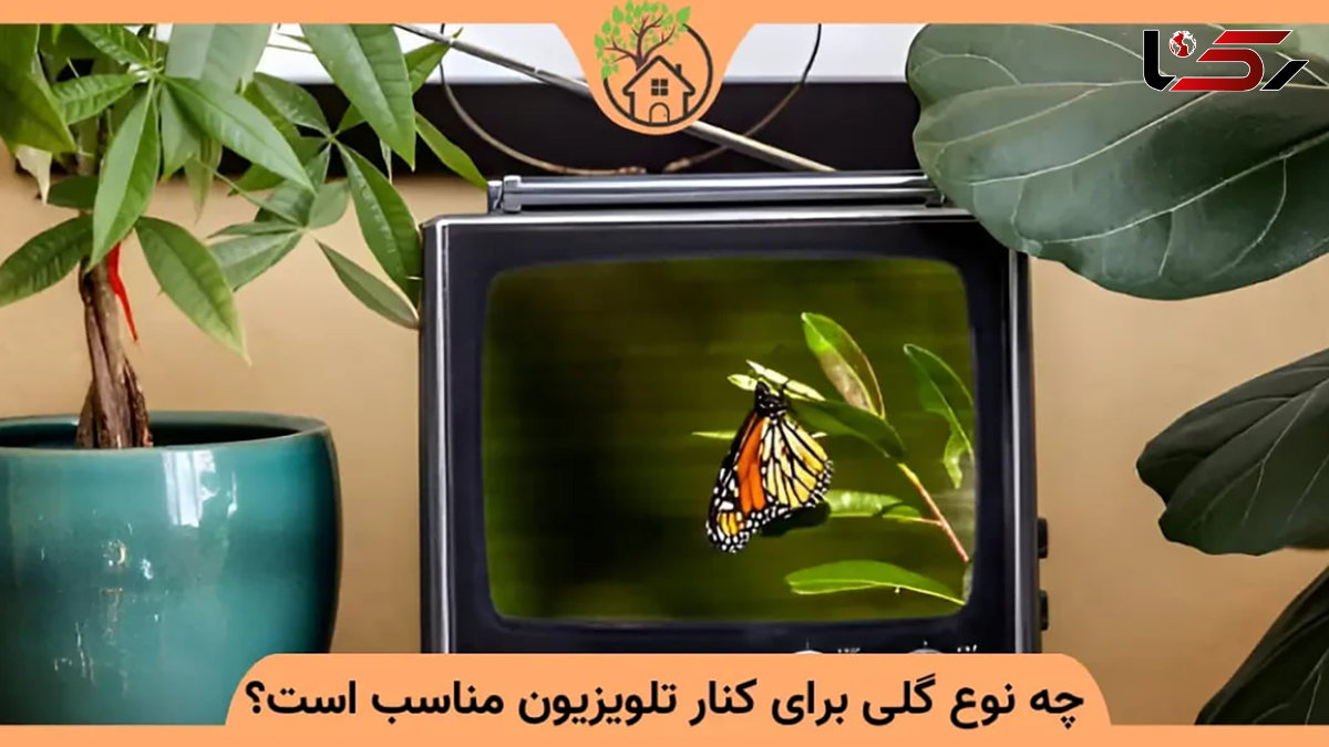 گیاهان مناسب کنار تلویزیون کدامند؟ + عکس