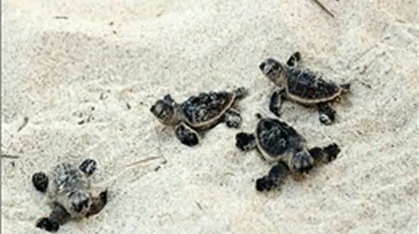 لحظه تولد بچه لاکپشت ها + فیلم