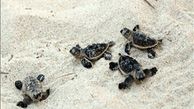 ۲۰۰ بچه لاکپشت پوزه عقابی راهی خلیج فارس شدند