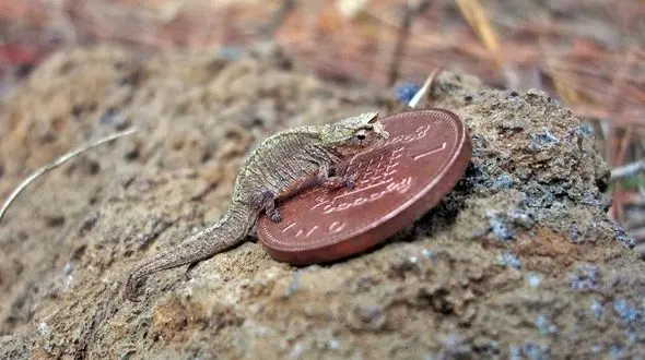 کشف کوچکترین خزنده جهان + عکس