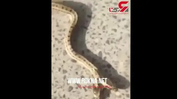 صحنه وحشتناکی که یک مرد در خانه‌اش با آن روبه‌رو شد + فیلم  / چین