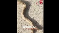 صحنه وحشتناکی که یک مرد در خانه‌اش با آن روبه‌رو شد + فیلم  / چین