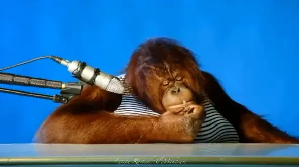 این اورانگوتان از شدت خوردن غش کرد+ فیلم