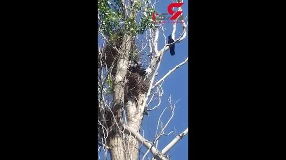 کلاغ گرفتار شده با نایلون فریزر در پارک ائل گلی+فیلم