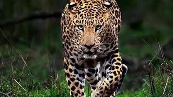 از حمله دست جمعی شیر ها به بوفالو تا پلنگ هندی